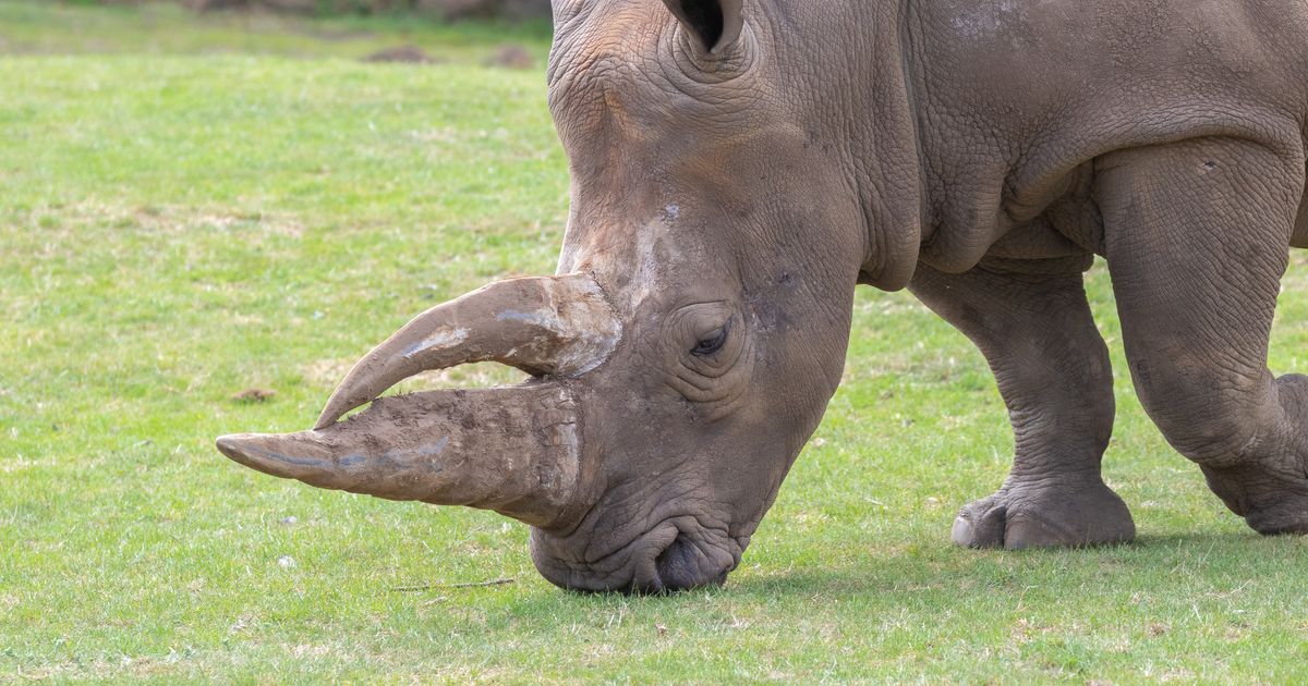 Africa Alive All Day Tickets VisitBritain